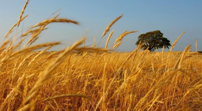 Herdade Do Gizo Villa Cuba Kültér fotó